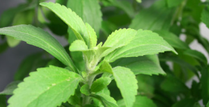 Stevia Sweetener